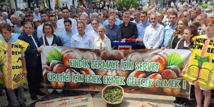 CHP, Fındık İçin Saha Çalışması Gerçekleştirdi